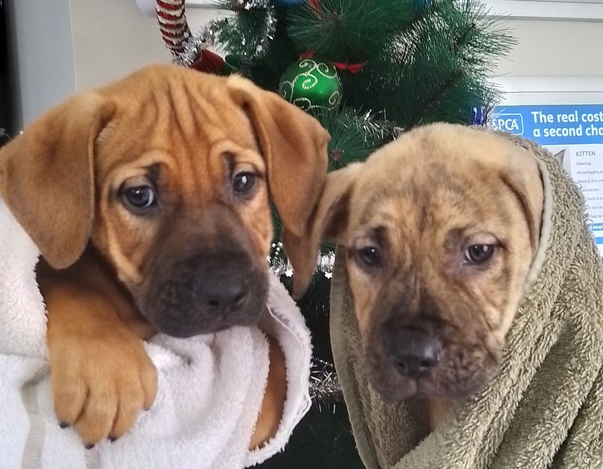 Gallery image: Dillon