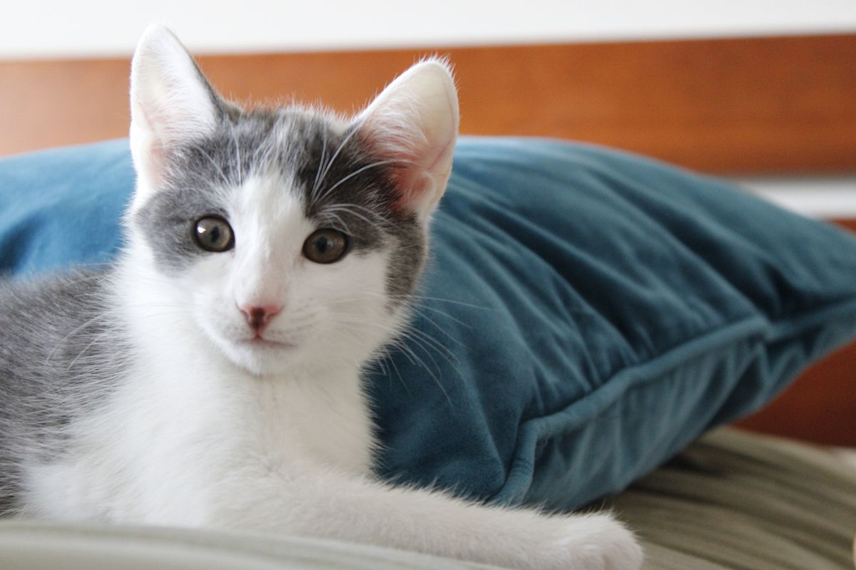 Gallery image: Squeakers