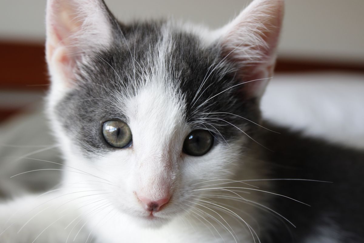 Gallery image: Squeakers