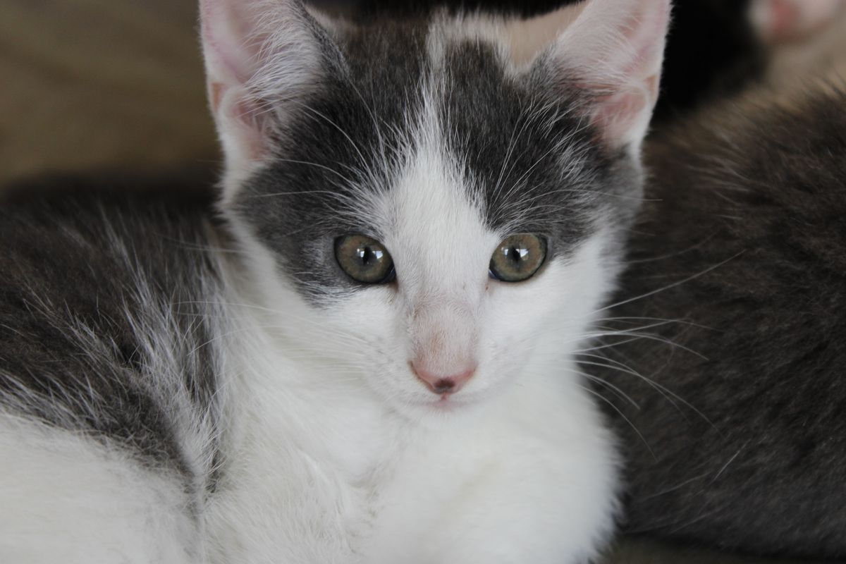 Gallery image: Squeakers