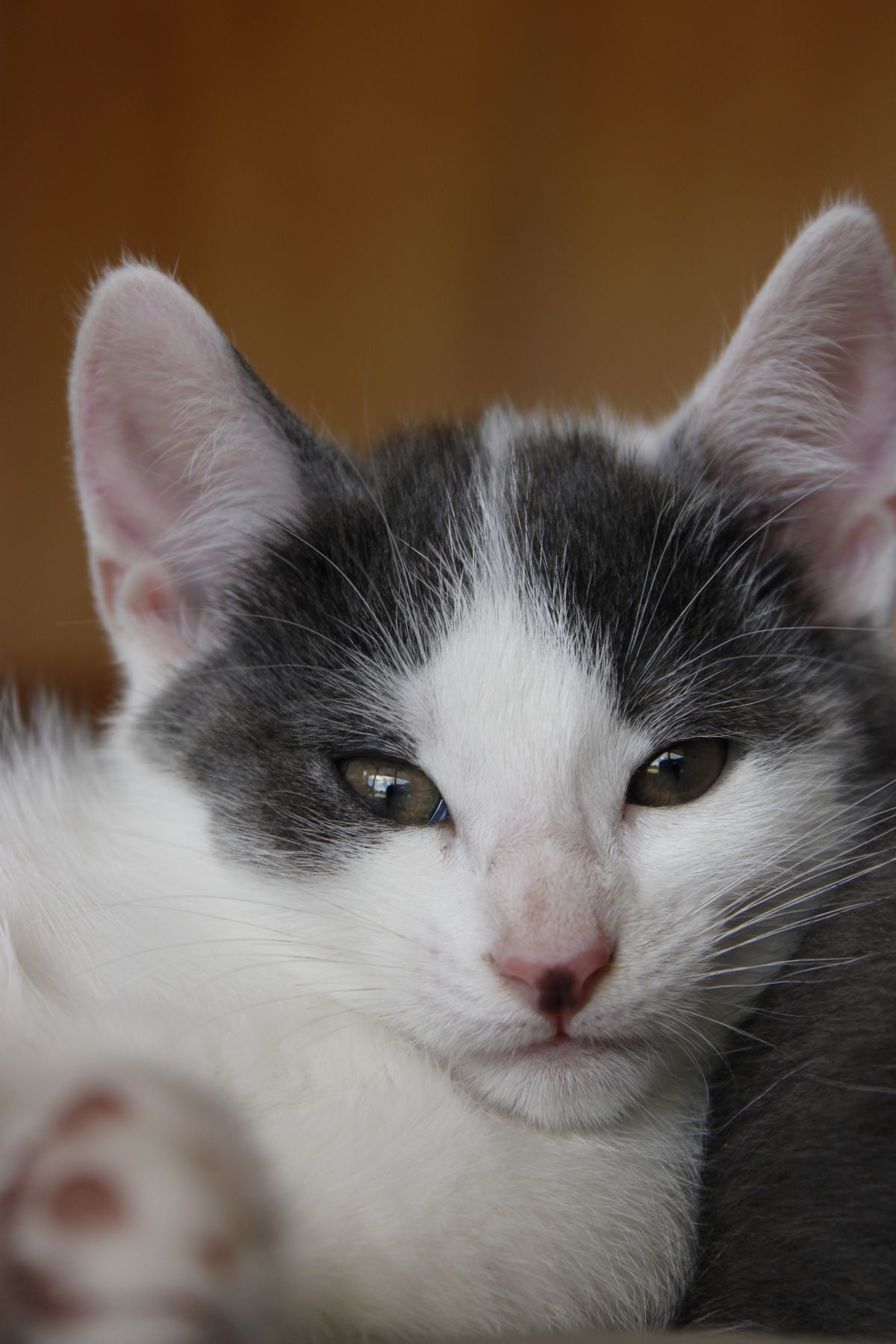 Gallery image: Squeakers