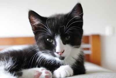 Pandora - Domestic Short Hair