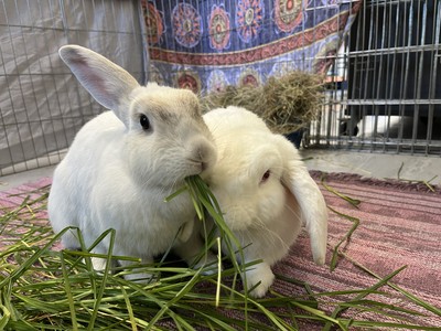 Smurfette - New Zealand