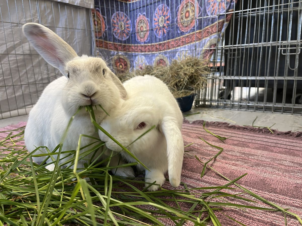 Gallery image: Smurfette