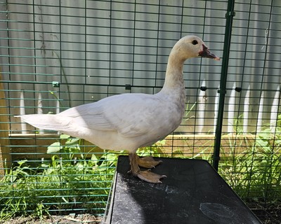 Goose - Ducks-Muscovy