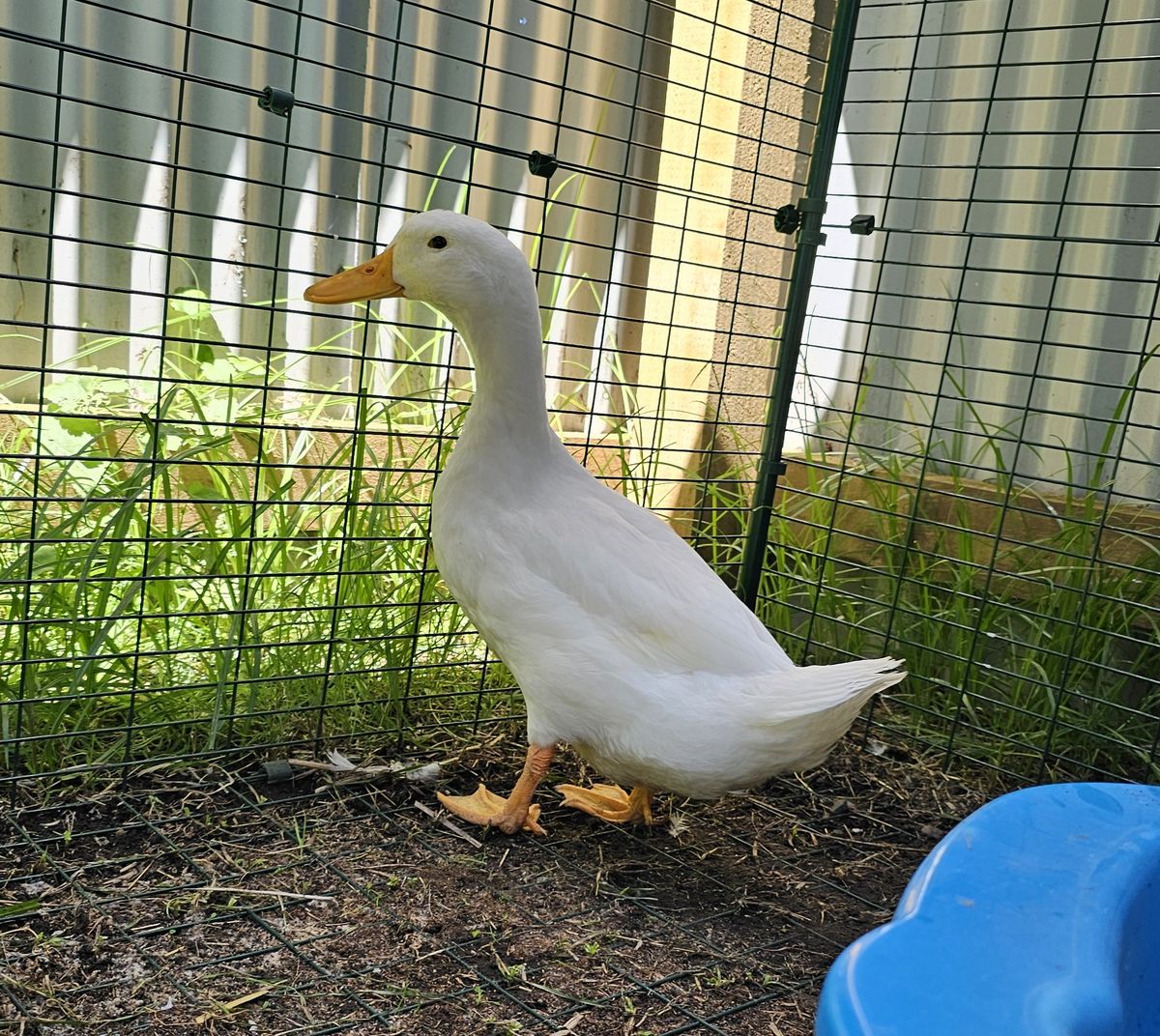 Gallery image: Maverick