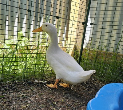 Maverick - Ducks-Peking