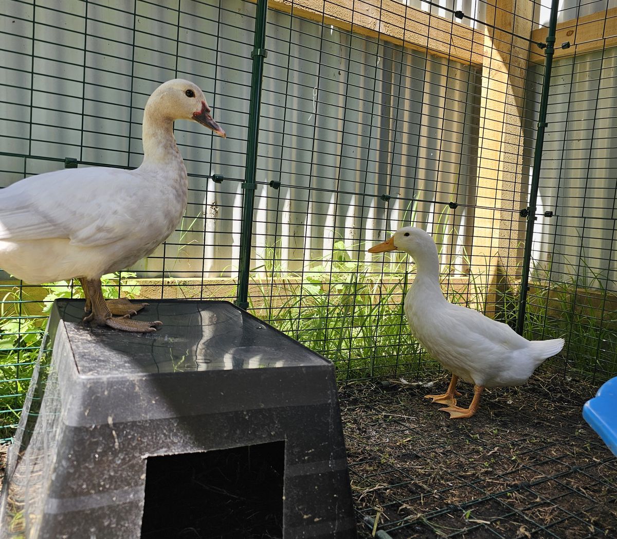 Gallery image: Maverick