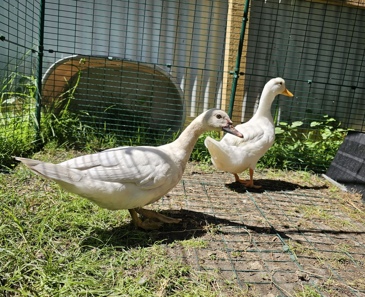 Gallery image: Maverick