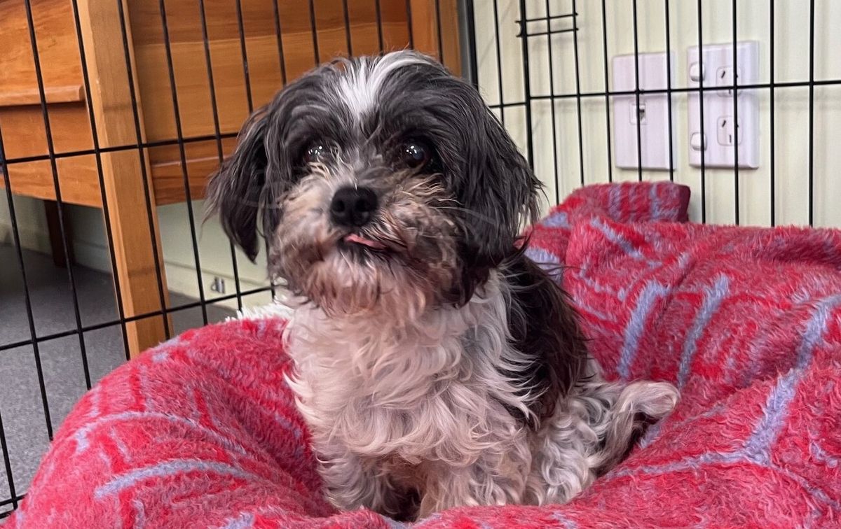 Gallery image: Bonnie