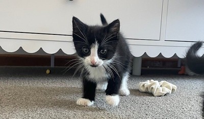 Oreo - Domestic Short Hair