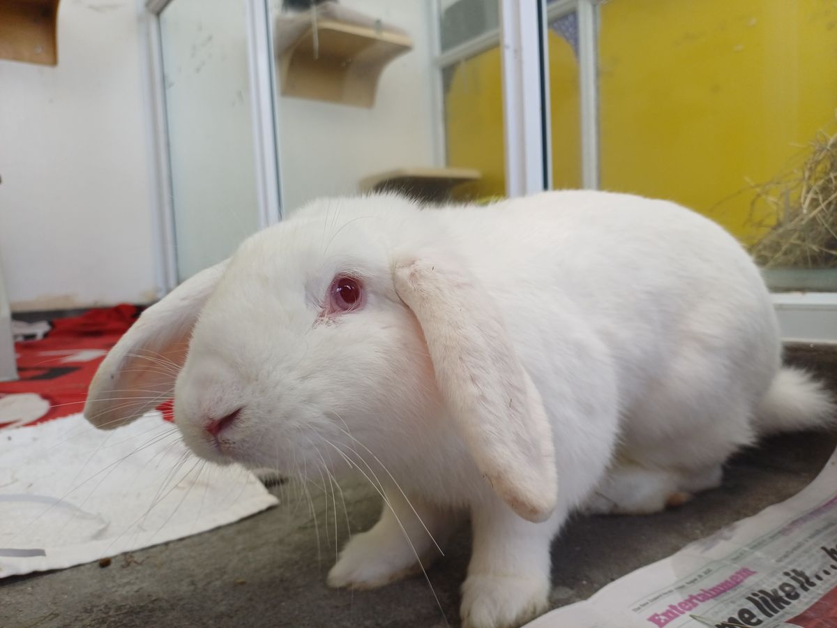 Gallery image: Poppa Smurf