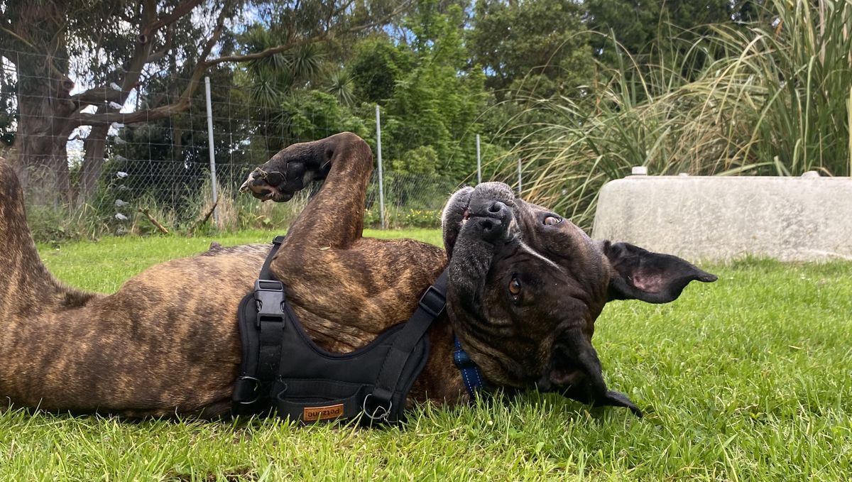 Gallery image: Evelyn