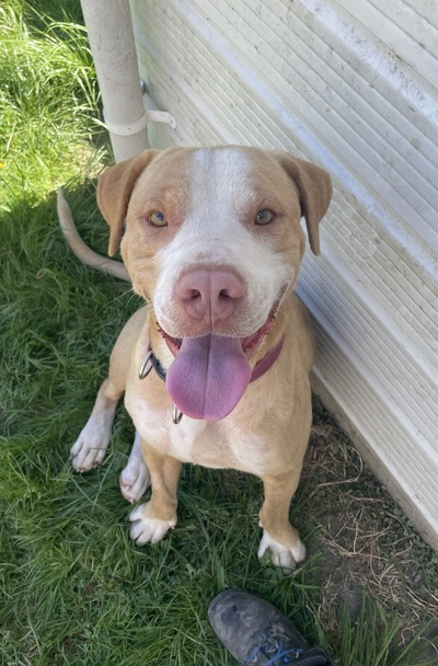 Sonny - Large Cross Breed