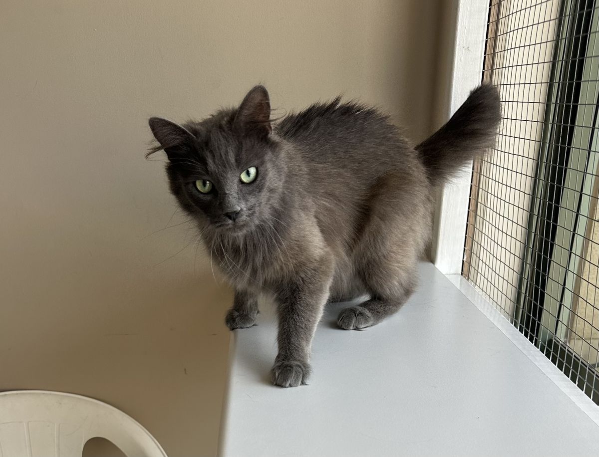 Gallery image: Rosie