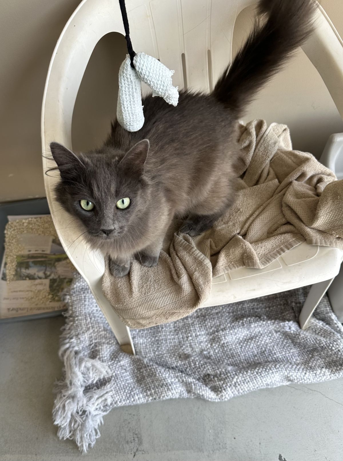 Gallery image: Rosie