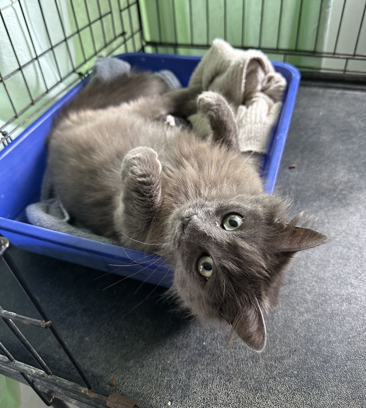 Gallery image: Rosie