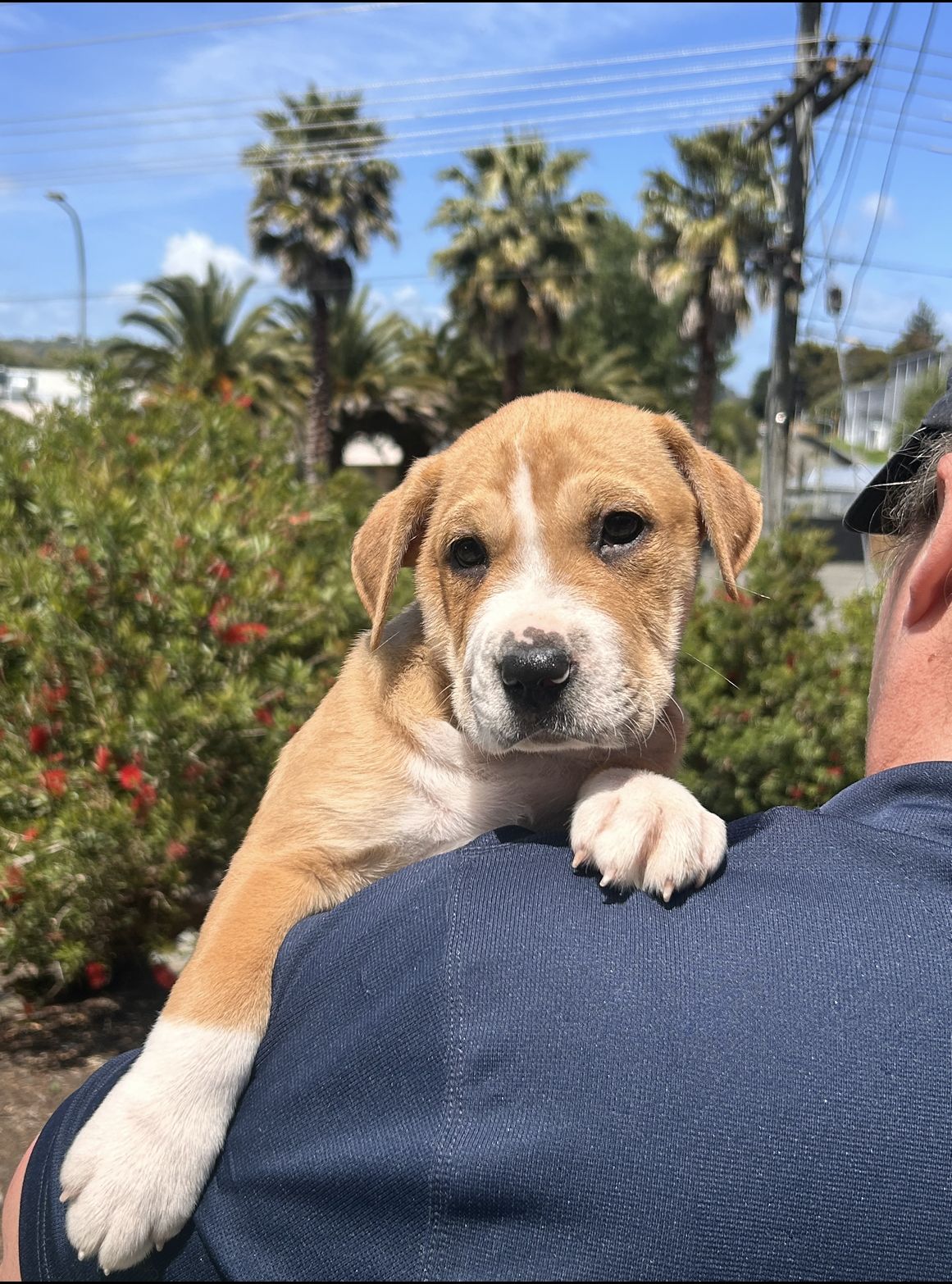 Gallery image: Georgie 