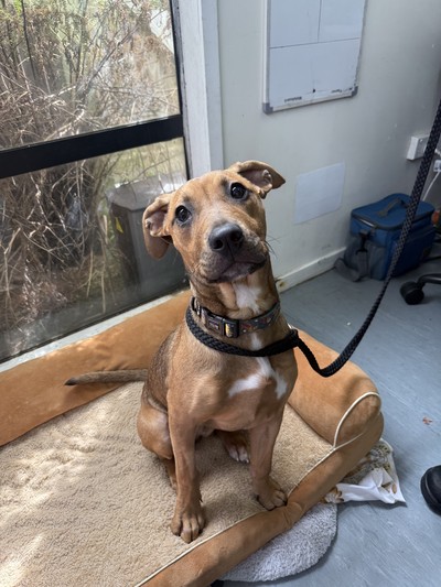 Moonshine - Medium Cross Breed