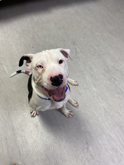 Baloo - Medium Cross Breed