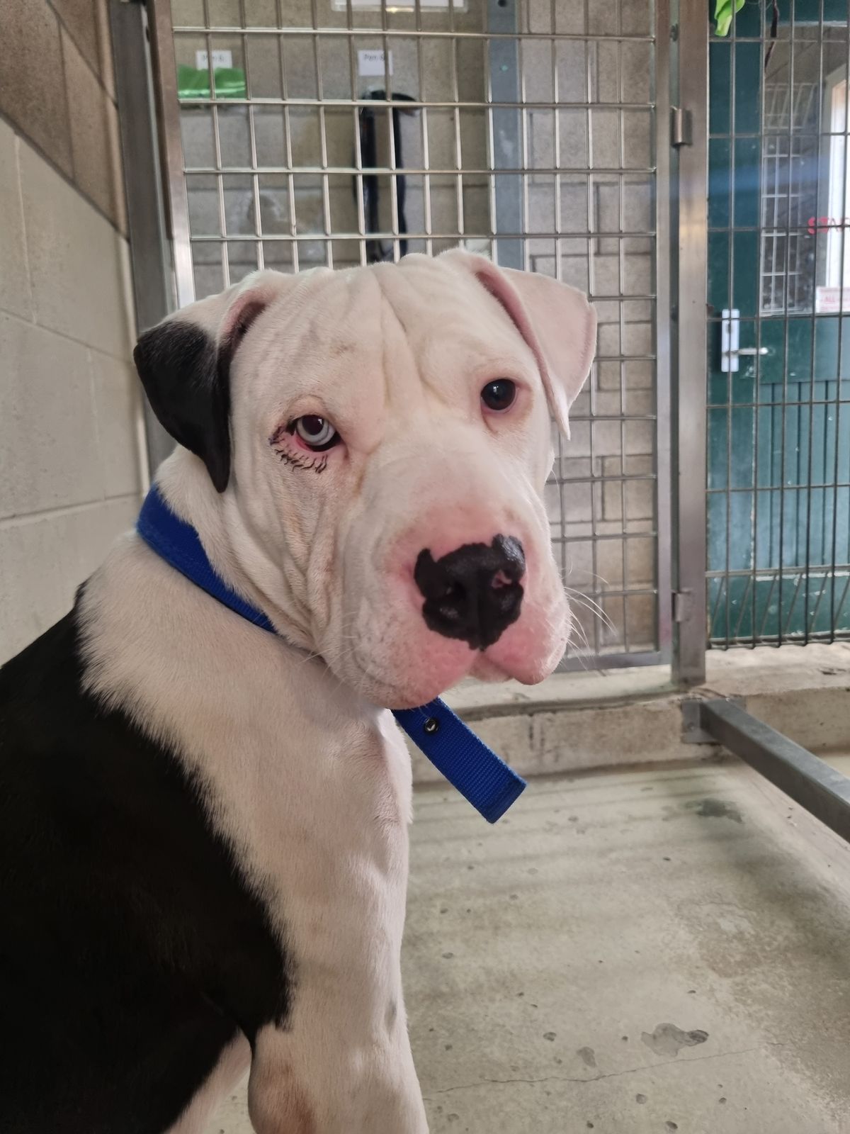 Gallery image: Baloo