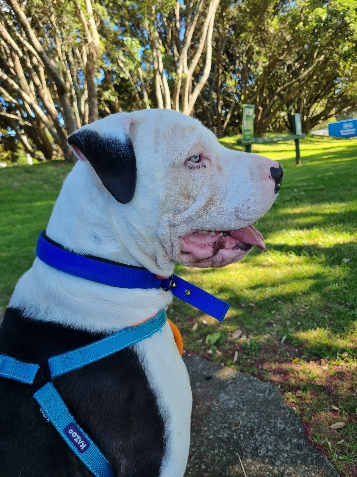 Gallery image: Baloo