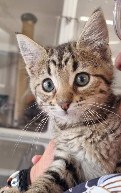 Milk - Domestic Short Hair