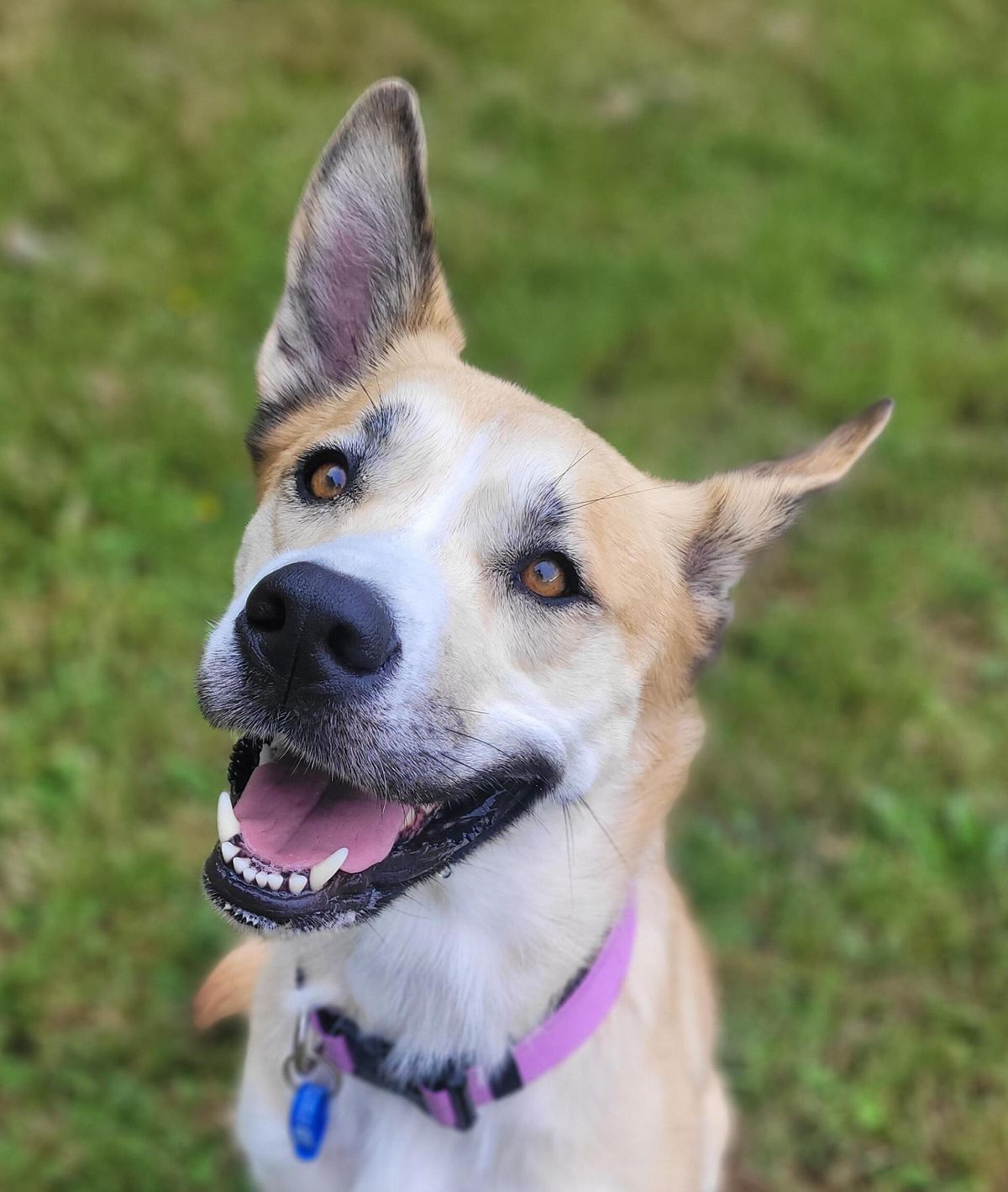 Gallery image: Astrid