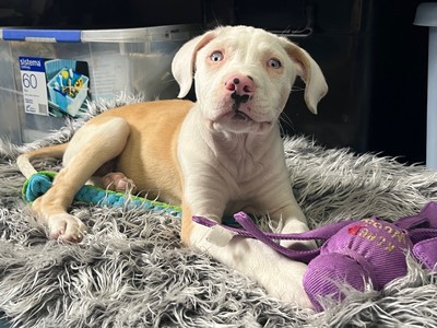 Albie - Medium Cross Breed