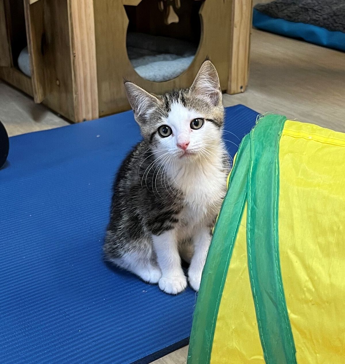 Gallery image: Parsley