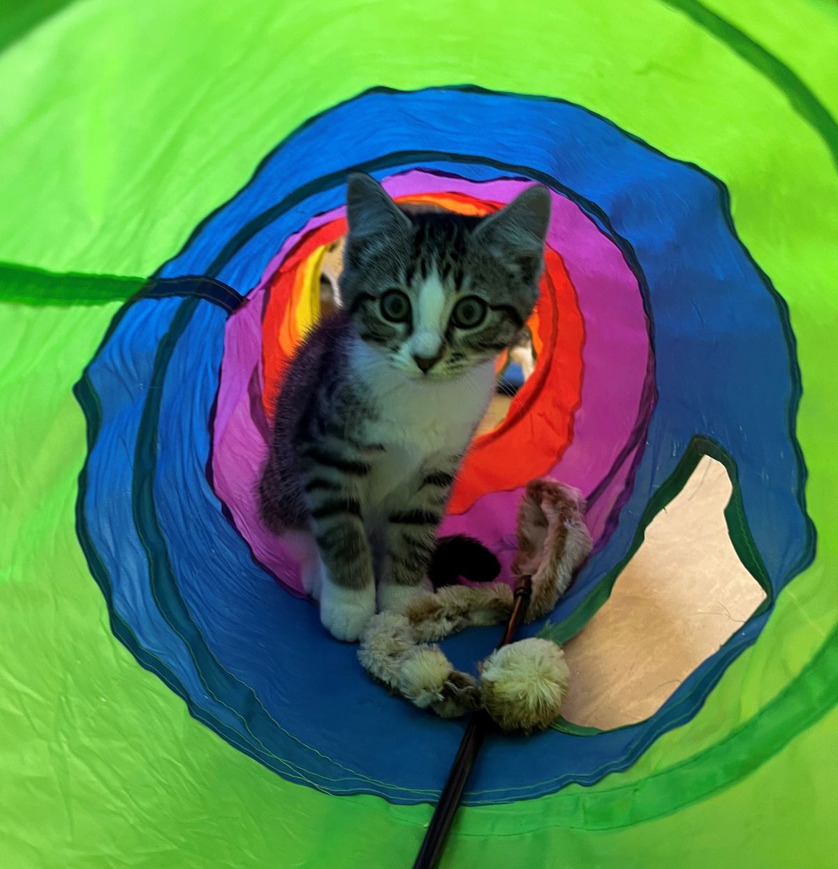 Gallery image: Pepper