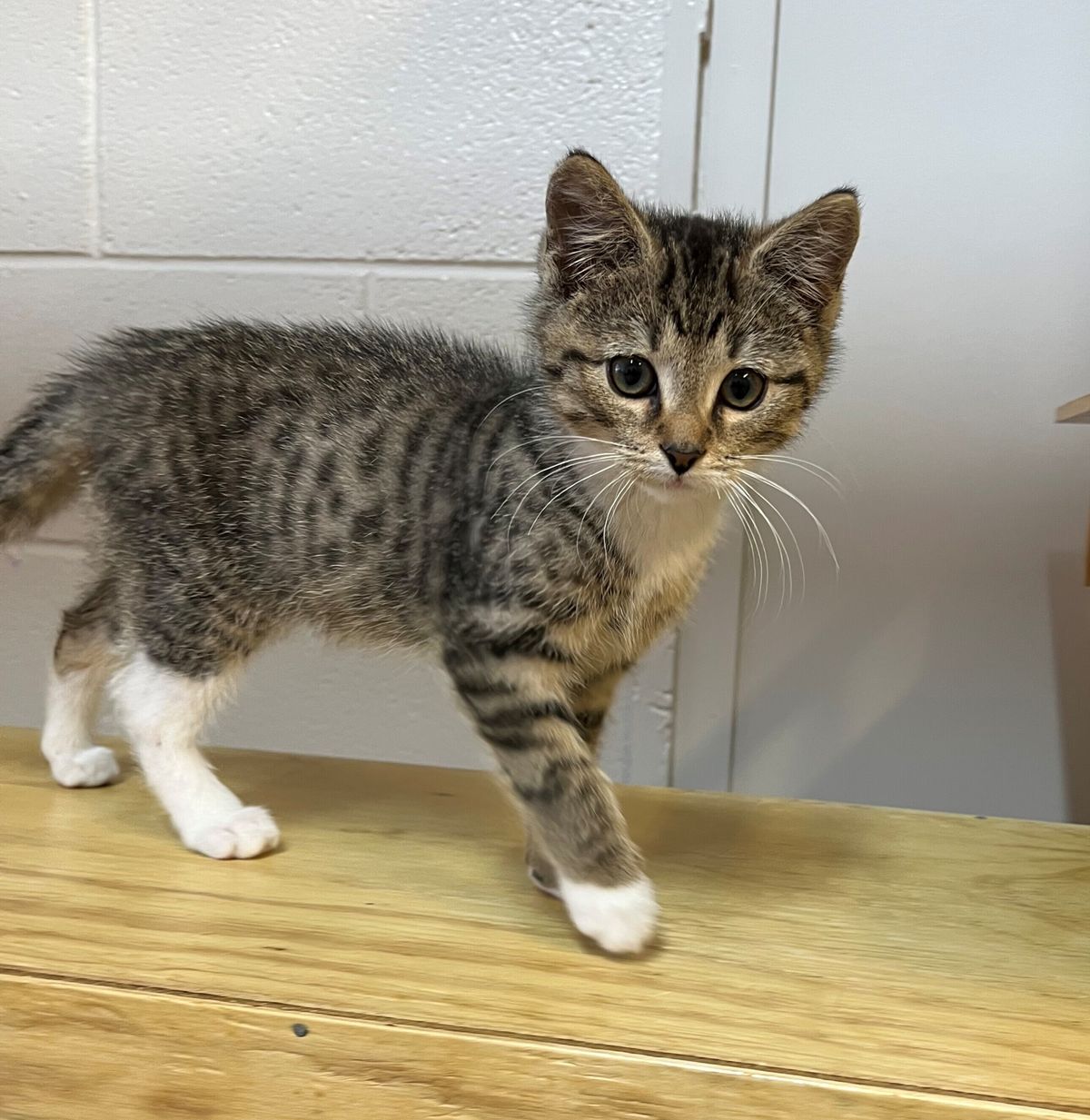 Gallery image: Sammy