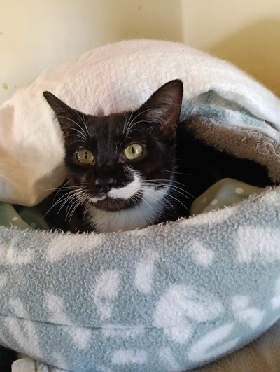 Gavin - Domestic Short Hair