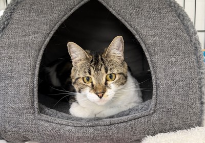Maggie - Domestic Short Hair