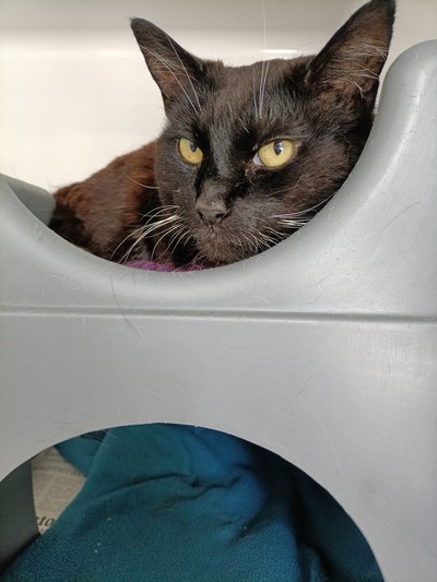 Sabrina - Domestic Short Hair