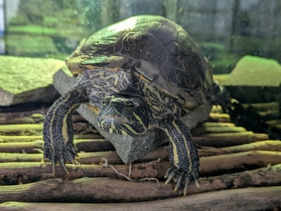 Tash - Turtle - Red Eared Slider