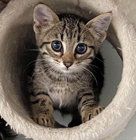 Gallery image: Claus