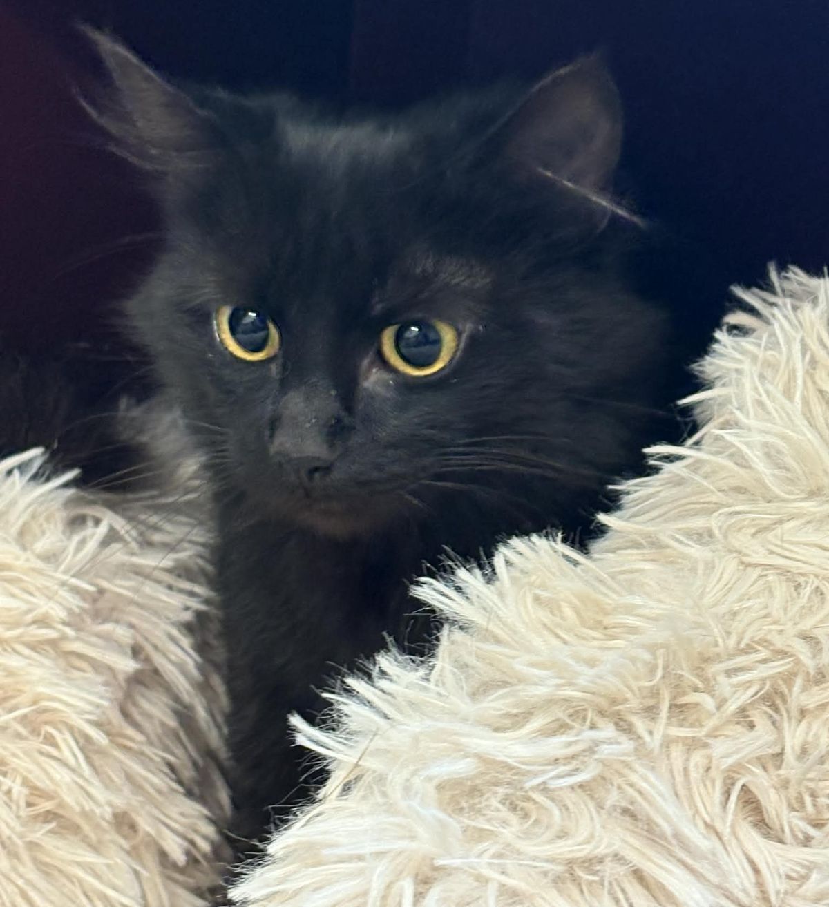 Gallery image: Midnight