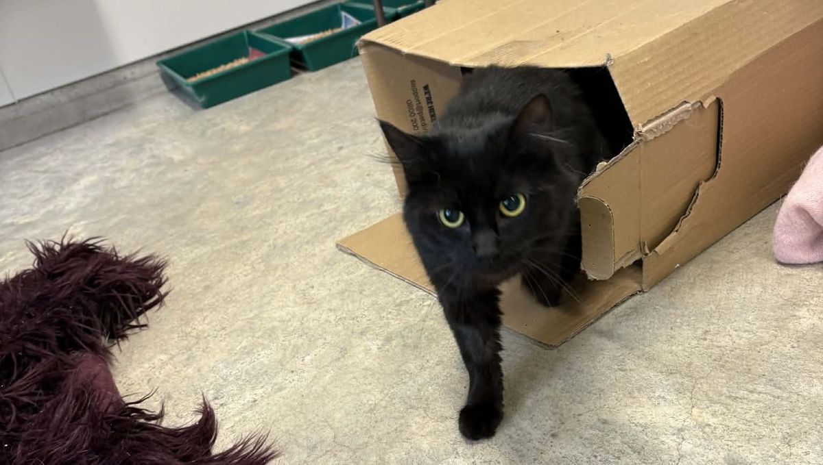 Gallery image: Midnight