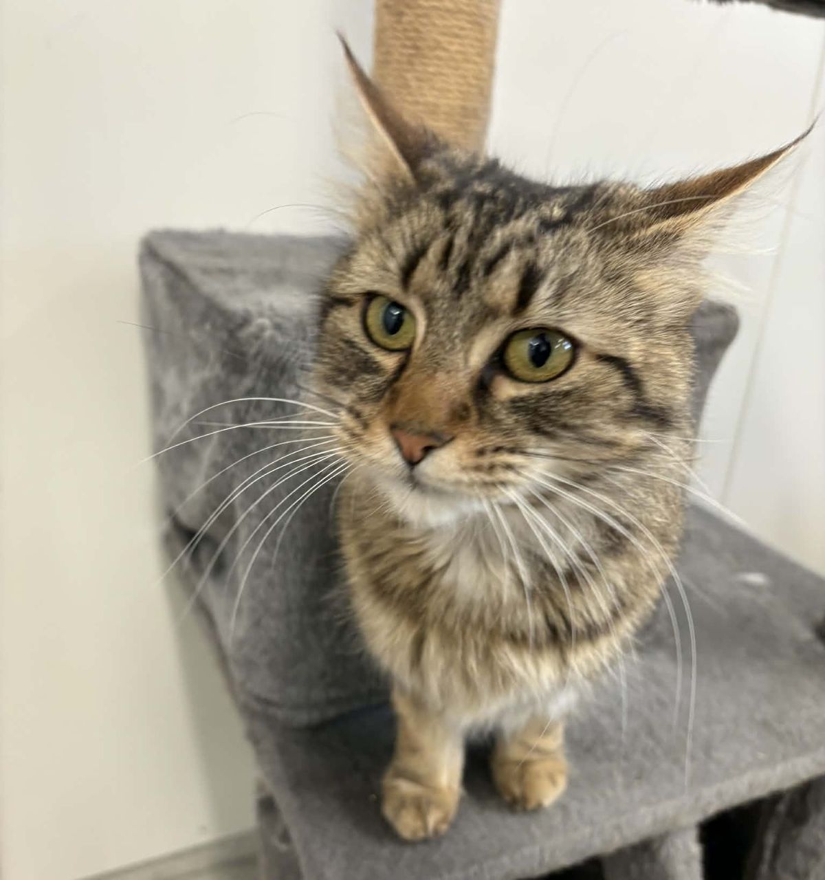 Gallery image: Awhina