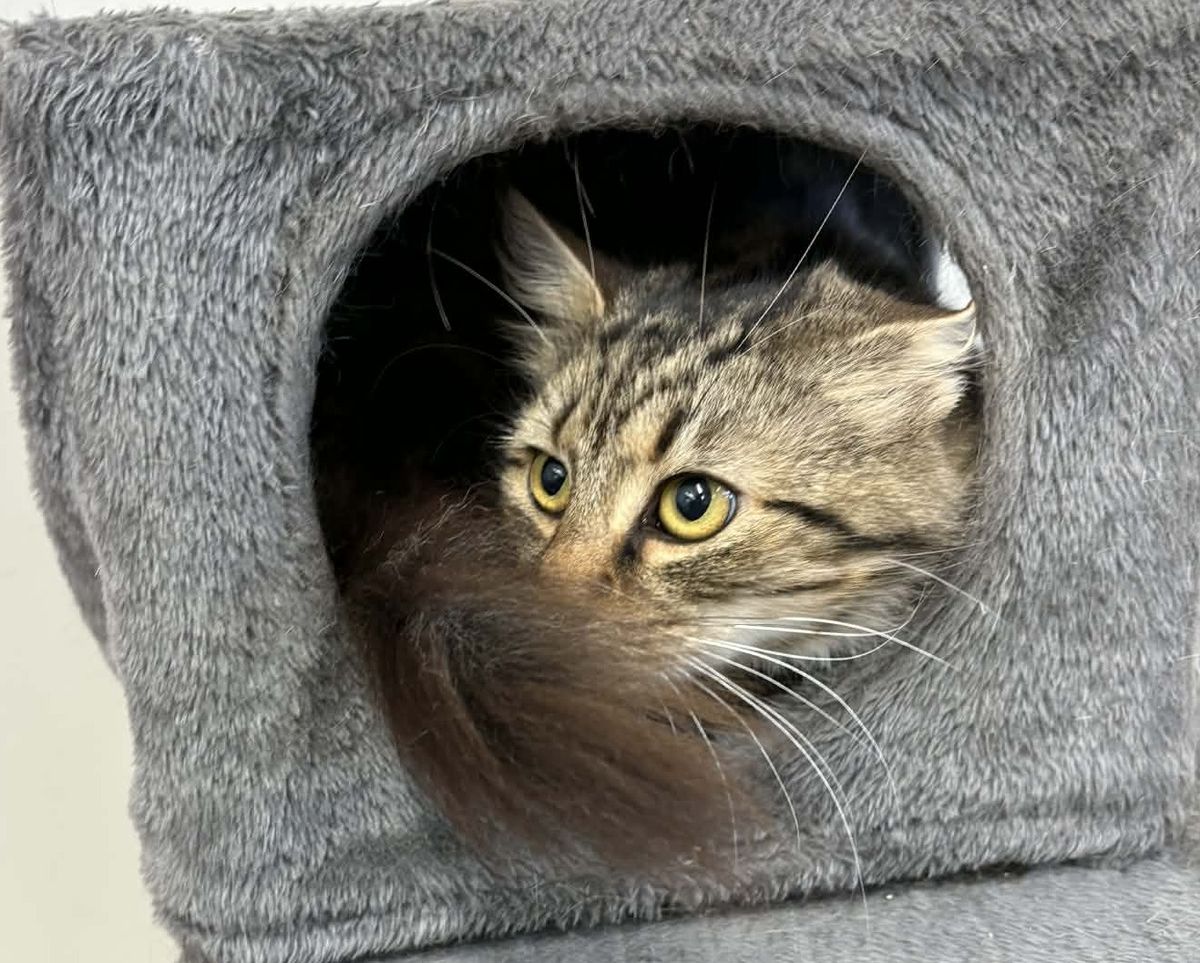 Gallery image: Awhina