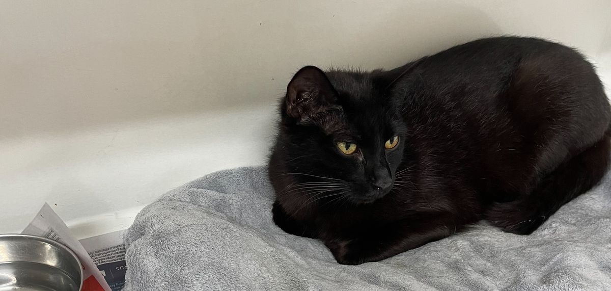 Gallery image: Miss Midget