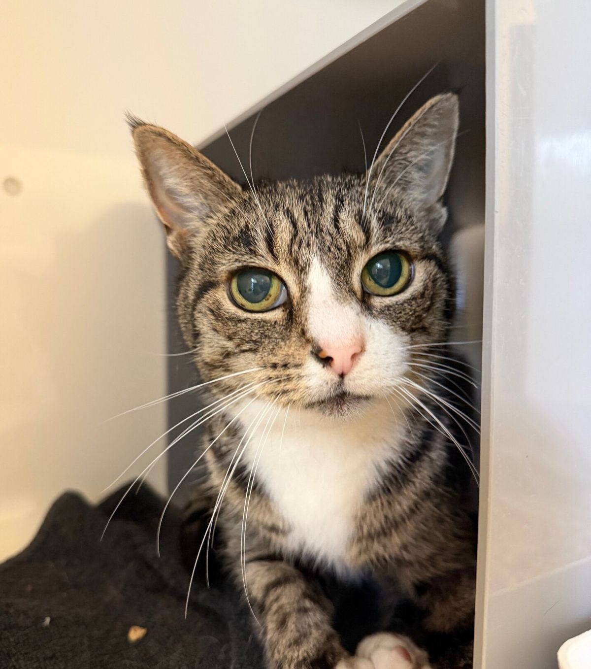 Gallery image: Thomas