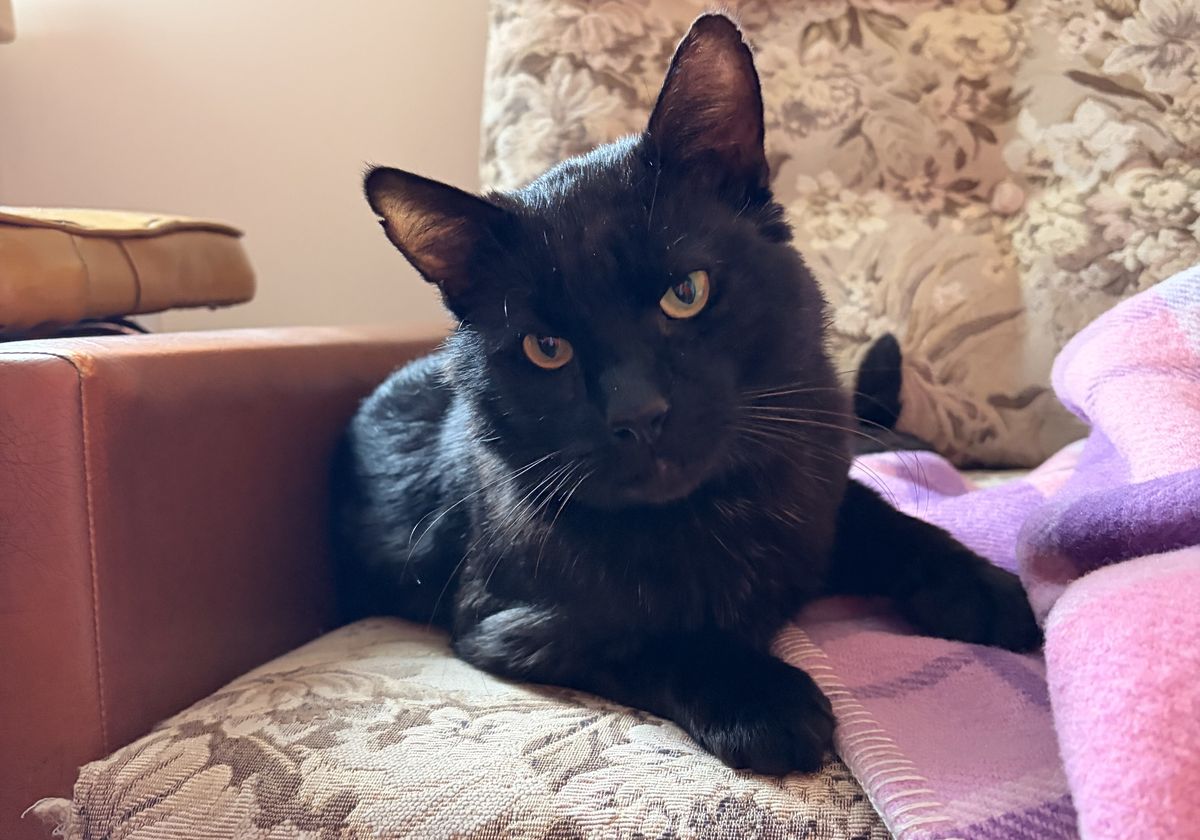 Gallery image: Bruce