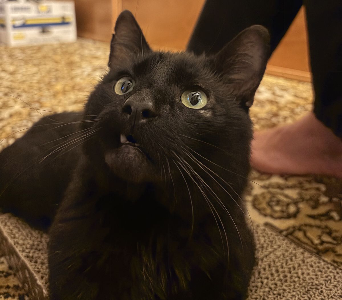 Gallery image: Bruce