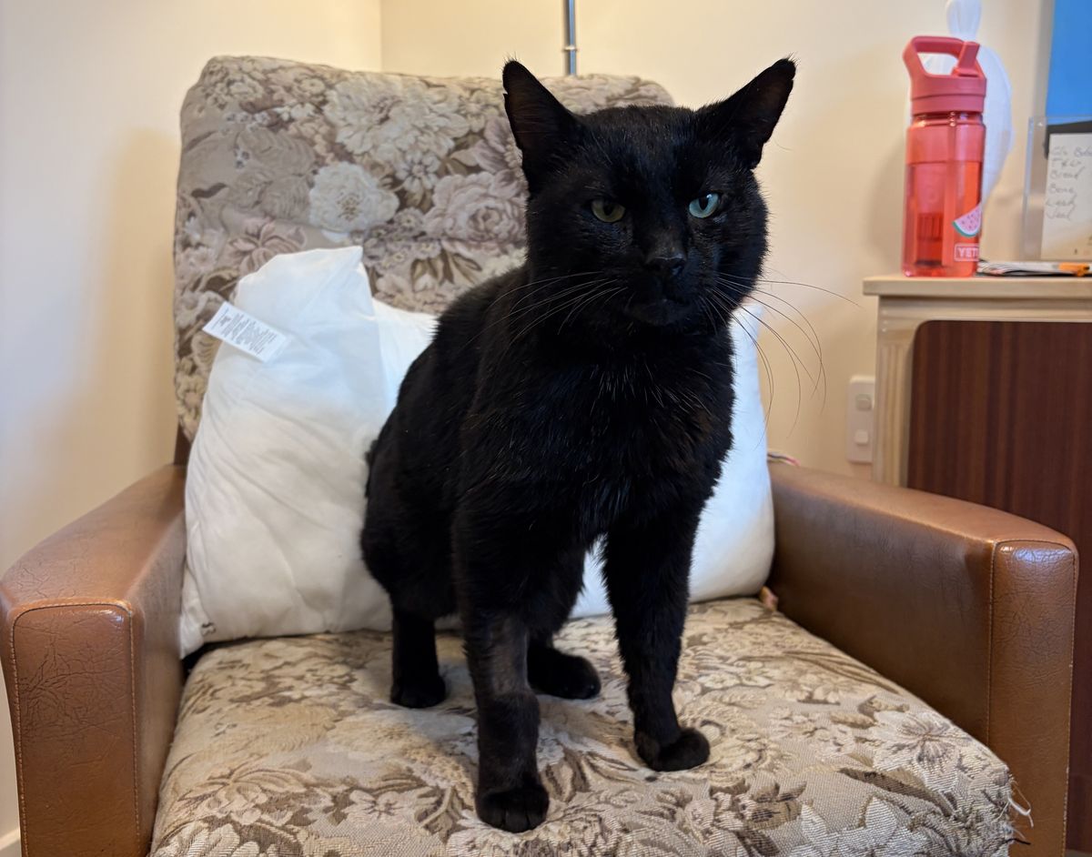 Gallery image: Bruce