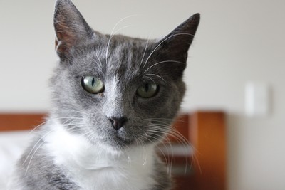 Neve - Domestic Short Hair