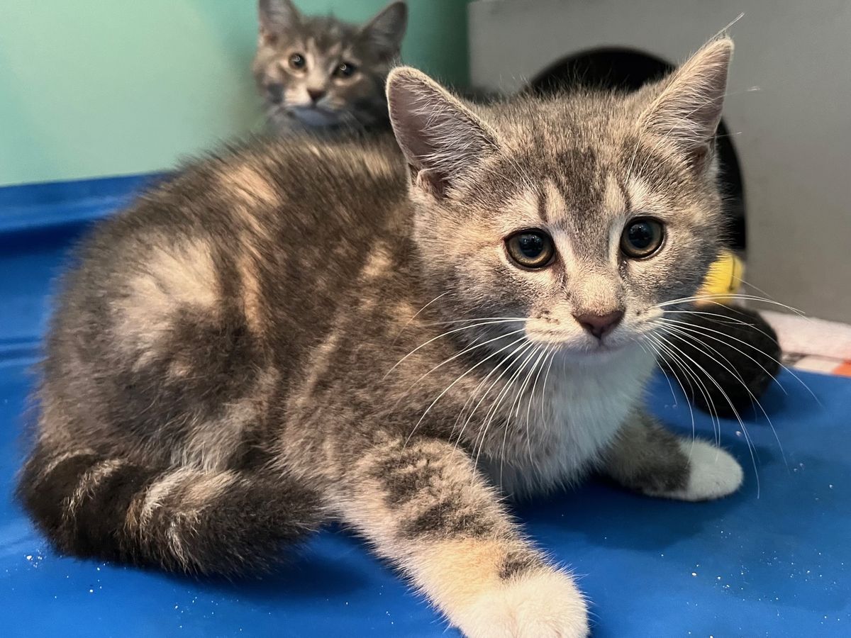 Gallery image: Curie