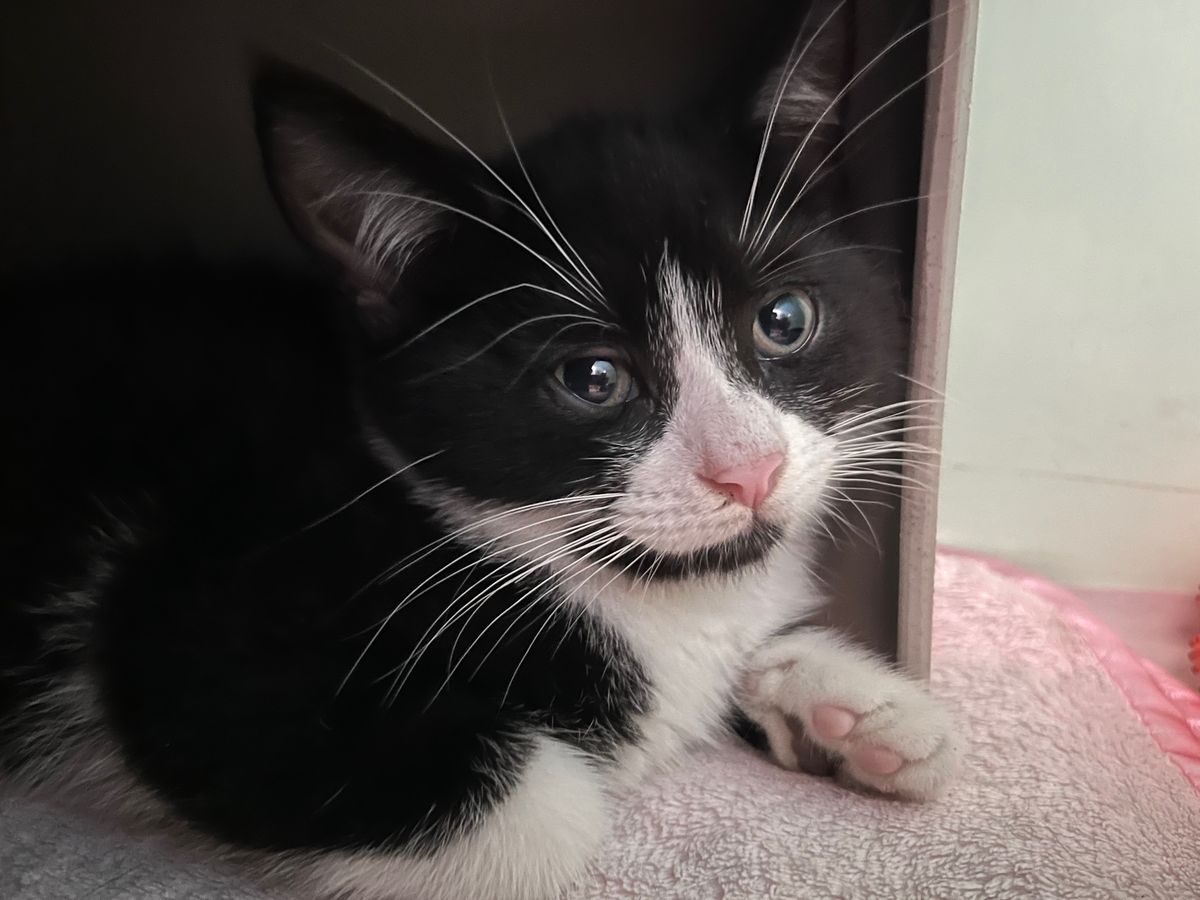 Gallery image: Rutherford