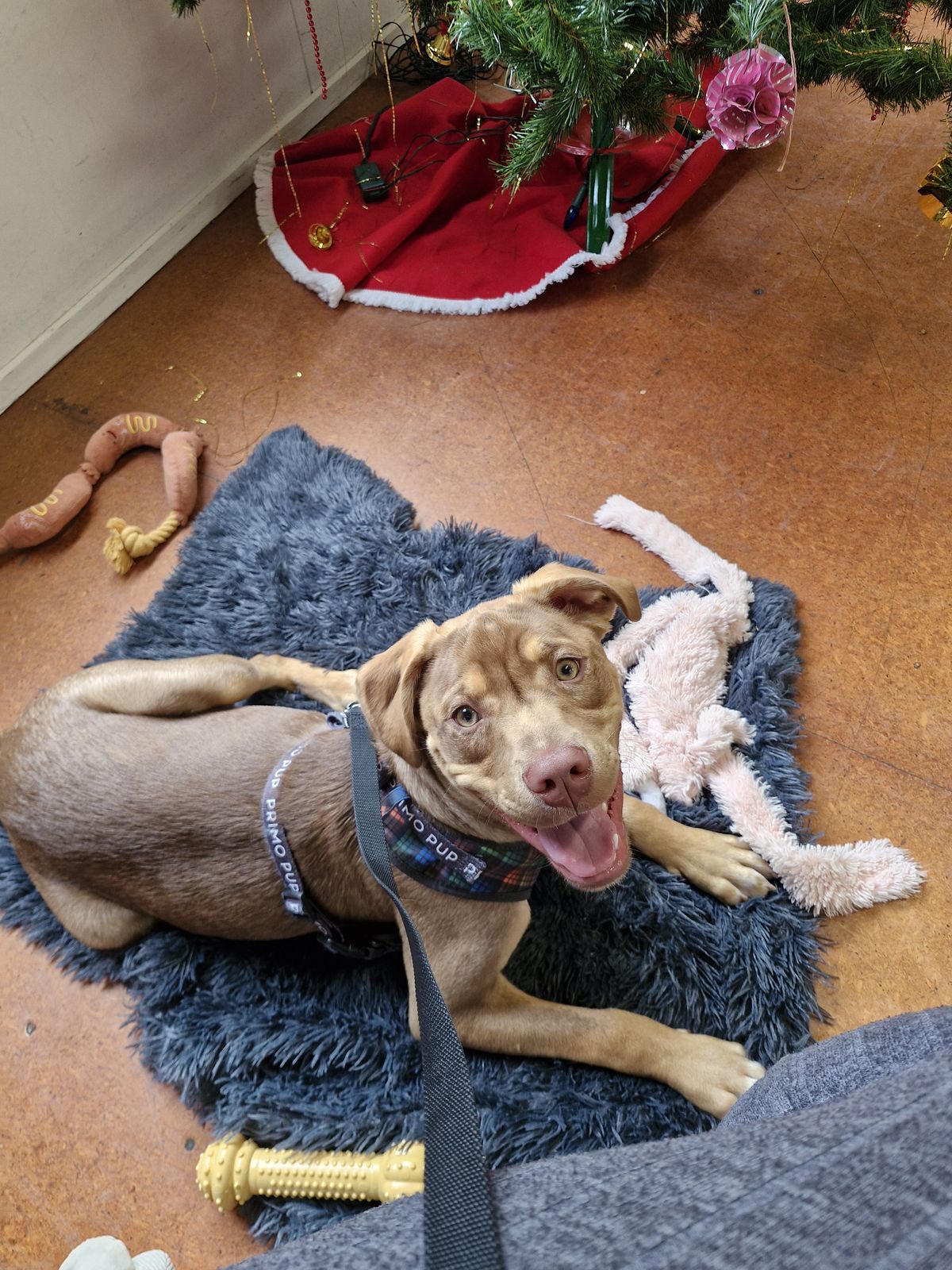 Gallery image: Frodo